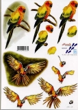 3D-Bogen Papageien von Nouvelle (821574)